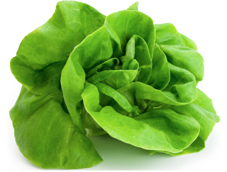 Butter Lettuce
